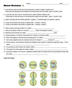 Meiosis Worksheet PDF